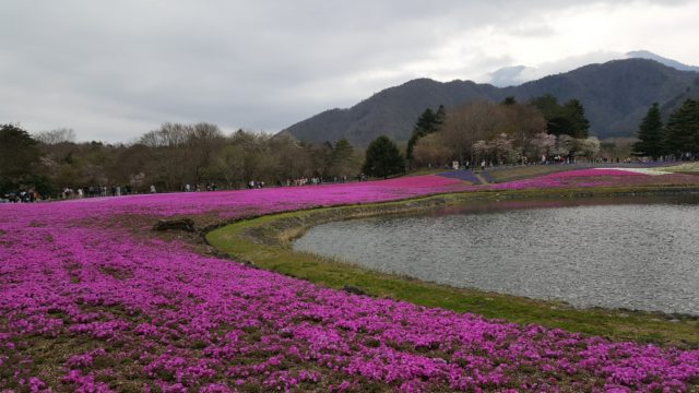 芝桜2