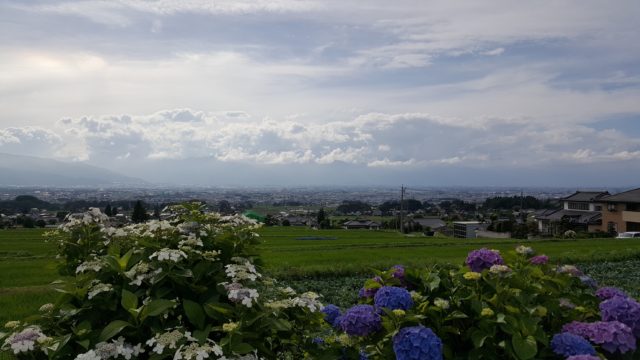 アジサイ法船寺