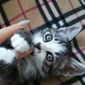 こんにちは(*’ω’*)