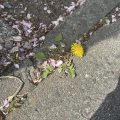 春
