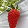 今年も🍓